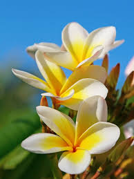 Aztec Gold Plumeria 3 Fresh Cuttings 8"-10" Fragrant Cream/Gold Flowers - Ready to Plant