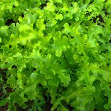 1000 Salad Bowl Lettuce Seeds – Lactuca sativa – Heirloom, Tender & Mild, Heat-Tolerant
