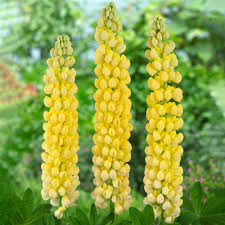 Lupinus ‘Desert Sun’ Lupine Seeds – 25+ Bright Yellow & Orange Blooms for Garden Planting