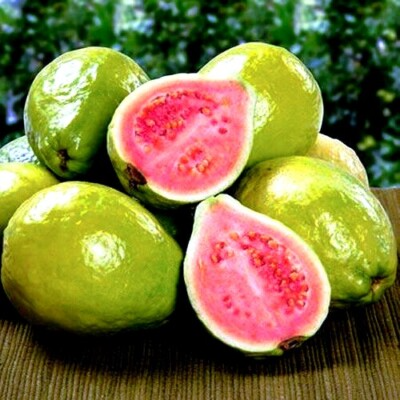 20 Ruby Supreme Guava Tree Seeds - Psidium guajava - Grow Exotic Pink Fruit