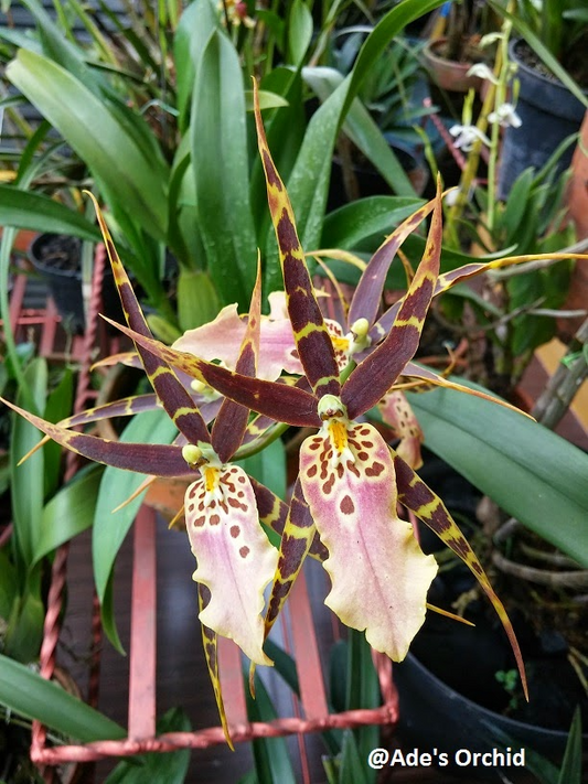 Blooming Size Miltonia Hybrid Orchid | Unique New Cross | 3-6 Flowers Per Spike | 3-4" Blooms | Live Plant in 3.25" Pot