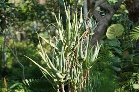 Aloe ciliaris (Climbing Aloe) Starter Cutting - 4" Succulent from South Africa, Easy to Root