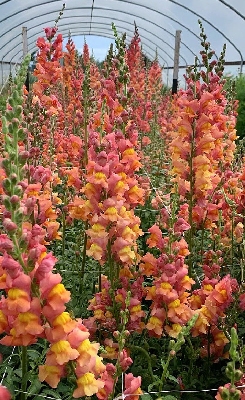 Antirrhinum majus Orange Wonder Snapdragon Seeds – 1000+ Vibrant Orange Blooms for Garden & Cut Flowers