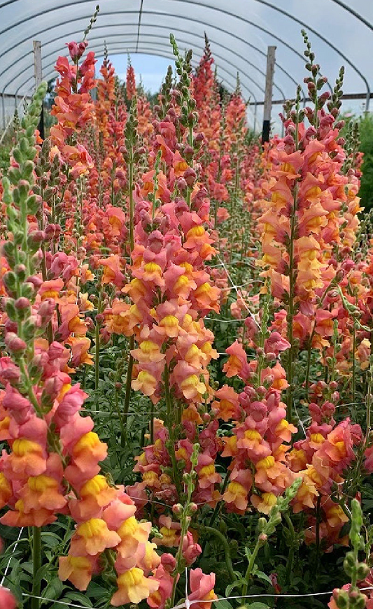 Antirrhinum majus Orange Wonder Snapdragon Seeds – 1000+ Vibrant Orange Blooms for Garden & Cut Flowers