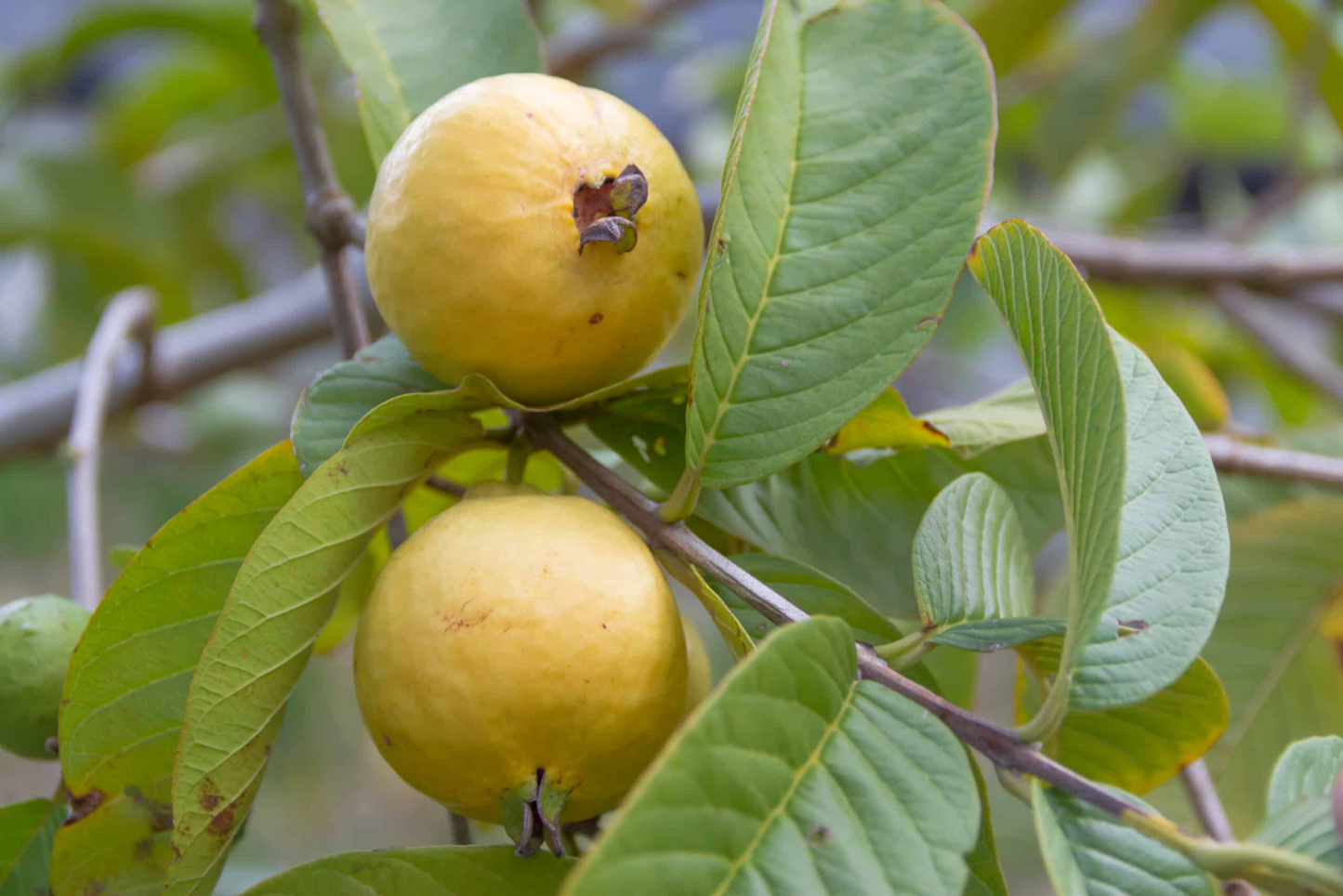 50+ Beaumont Guava Seeds – Grow Psidium guajava Tropical Fruit Tree for Garden & Home