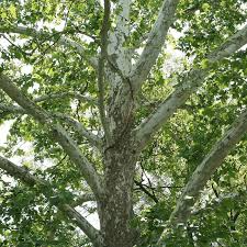 1 Platanus occidentalis American Sycamore Tree - 2-3 Ft Live Bare Root Plant for Zones 4-9 - Fast-Growing Shade Tree