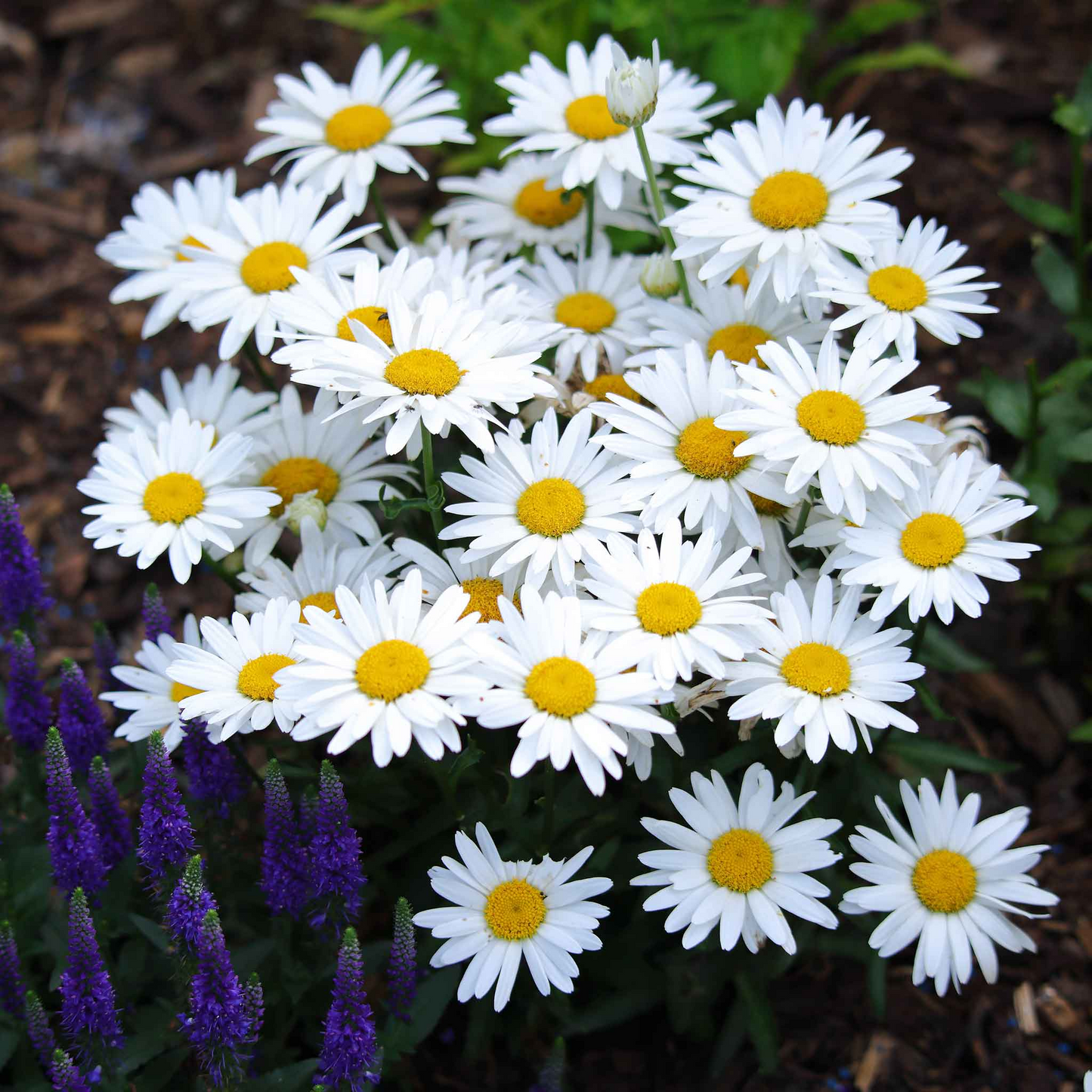 100mg Shasta Daisy Seeds, Leucanthemum × superbum, Hardy Perennial with Classic White Blooms