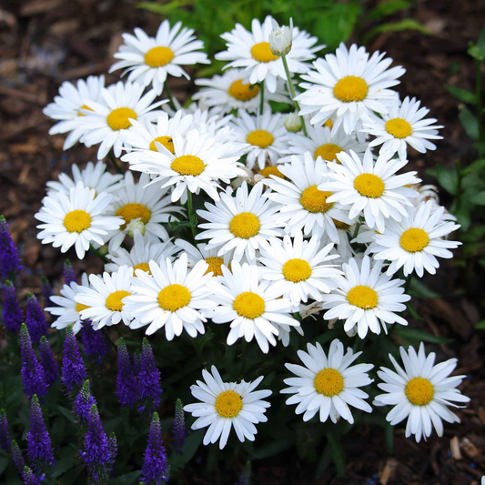 100mg Shasta Daisy Seeds, Leucanthemum × superbum, Hardy Perennial with Classic White Blooms