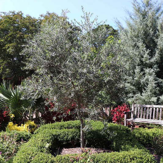 1 Olive Tree "Arbequina" Starter Plant 5-6" Long| Olea europaea | Drought Tolerant, Easy to Grow | Perfect for Garden & Container