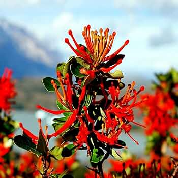 10 Chilean Firebush Tree Seeds (Embothrium coccineum) – Rare Scarlet Flame Red Tubular Flower, Hummingbird Magnet, Ornamental