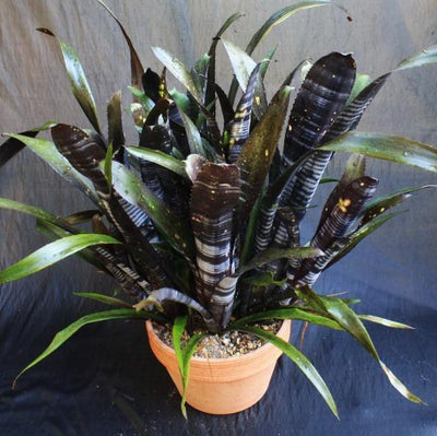 Bromeliad Billbergia Darth Vader | 12” Live Cutting | Exotic Foliage | Air-Purifying | Pet Safe | Attracts Hummingbirds & Butterflies