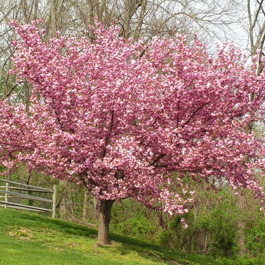 Kwanzan Cherry Blossom Starter Plant | 8-10” Live Tree | Prunus serrulata | Japanese Ornamental Tree | Spring Blooms | Well-Rooted