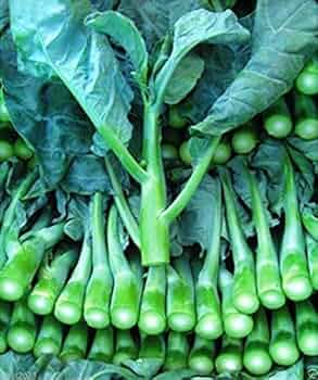 150 Seeds Chinese Broccoli Kailaan - Brassica oleracea var. alboglabra | Open Pollinated Seeds for Planting & Culinary Use