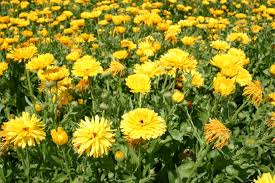 300mg Calendula Pacific Beauty Yellow Dark Seeds, Calendula officinalis, Golden Edible Blooms