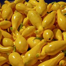 10 Seeds Early Summer Crookneck Squash – Cucurbita pepo | Heirloom Summer Squash for Planting, Gardening & Fresh Harvests
