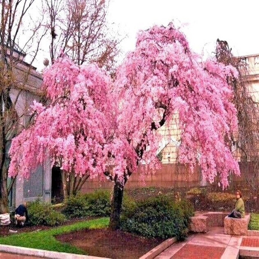 5 Seeds Japanese "Weeping Sakura" Cherry Blossom Tree (Prunus pendula) – Fast Growing, Cold Hardy, Spring Blooms