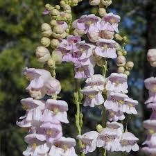 500 Seeds Penstemon PALMER'S Perennial, Hummingbird & Bee Friendly, Non-GMO, Scented Flowers, Long-Lasting Blooms, Penstemon palmeri Seeds