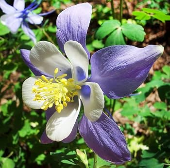 200 Seeds Columbine Purple Haze Mix (Aquilegia vulgaris) Perennial Flowers, Non-GMO, Attracts Hummingbirds & Butterflies, Colorful Garden