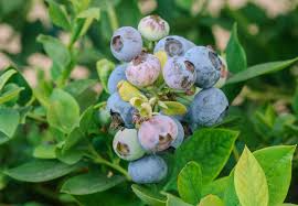 TifBlue Blueberry 7 Live Plant Cuttings Grow Kit - Root Fruit Bush, RabbitEye, DIY, Cold-Hardy