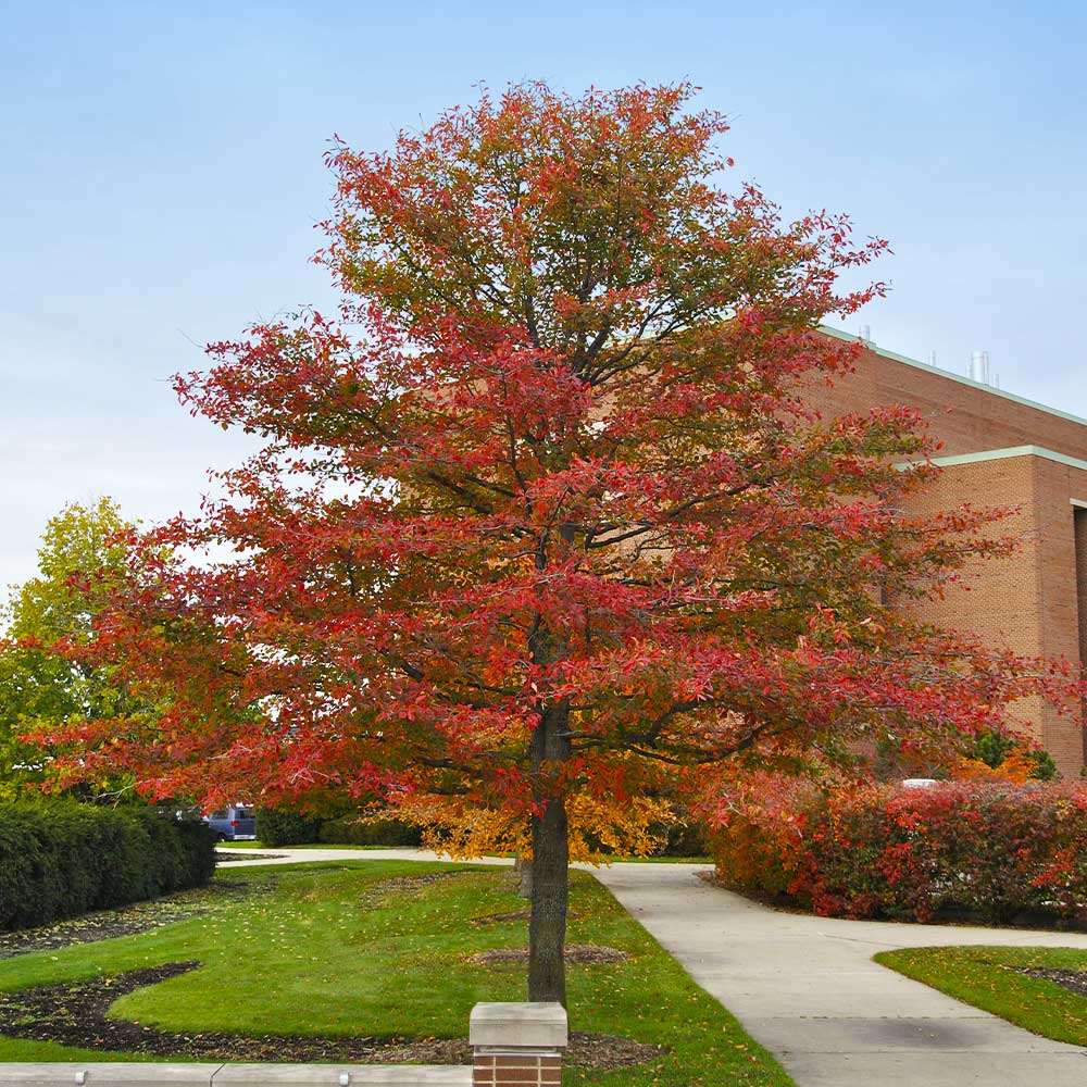 10 'Wildfire' Black Tupelo Tree Seeds (Nyssa sylvatica) | Edible Fruits, Fast Growing, Beautiful Fall Colors, Hardy Tree for Garden