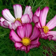 500 Seeds Cosmos bipinnatus Tall Mix – Landscaper’s Bulk Pack – Non-GMO Wildflower Blend – Easy Annual Cut Flowers for Pollinators