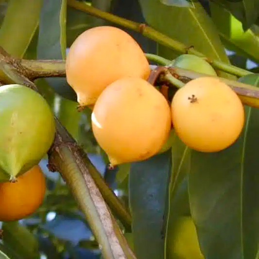 Yellow Mangosteen (Garcinia xanthochymus) Live Fruit Tree 12"-24" - Tropical Evergreen with Delicious Exotic Fruits