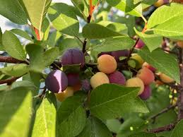 1 Prunus maritima Beach Plum - Live Bare Root Plant 12"-18" for Zones 3-9 - Edible Fruit, Hardy Shrub
