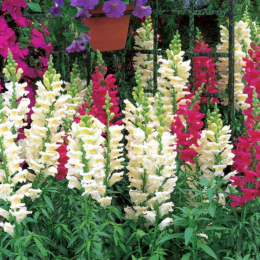 Antirrhinum majus Liberty Classic Mix Snapdragon Seeds – 1000+ Vibrant Blooms for Garden & Cut Flowers