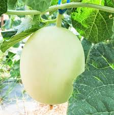 50 Seeds Green Honeydew Melon, Cucumis Melo, Sweet & Juicy Heirloom Variety