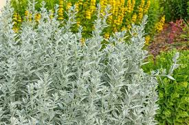 Artemisia ludoviciana Seeds – Prairie Sage – 30mg, Native Drought-Tolerant Perennial, Silver Foliage, Pollinator Friendly, Easy to Grow