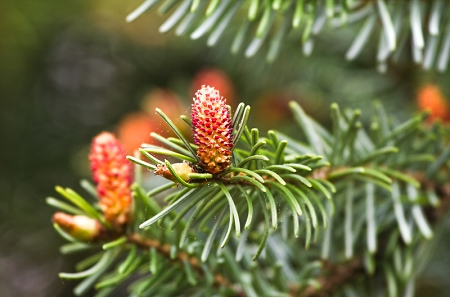 Norway Spruce Tree – Live Bare Root Plant, 12-18” Starter, Picea abies, Cold-Hardy Evergreen for Landscaping & Windbreaks