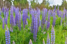 500mg Large Leaf Lupine Seeds - Lupinus polyphyllus, Vibrant Pollinator-Friendly Wildflower