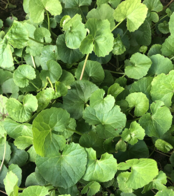 15pcs Pennywort Gotu Kola Bare Root Live Plant – Easy to Grow Ground Cover