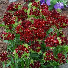 200 Seeds Sweet William Dianthus DUNETTI Red Flowers - Dianthus barbatus Non-GMO, Spring Blooms, Attracts Butterflies, Easy to Grow Seeds