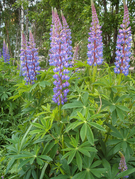 20 Seeds Lupine Large Leaf for Planting – Lupinus polyphyllus, Perennial Flower, Beautiful Garden Plant, Blue & Purple Blooms, Easy to Grow
