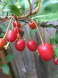 4 Goumi Cuttings | Edible Red Fruits, Nitrogen-Fixing, Cold Hardy Permaculture Tree for Edible Landscaping, No Ship to Ca, Az, Fl & Hi