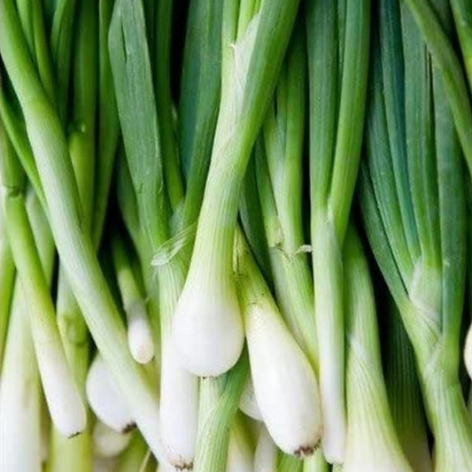 250 Seeds Onion Bunching Tokyo Long for Planting (Allium fistulosum) - Sweet, Mild Green Onions for Home Gardens, Ideal for Spring & Fall