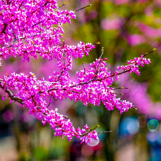 Eastern Redbud Tree – Live Bare Root, Cercis canadensis, Rosy Pink Flowers, Fast-Growing, 2-3 Ft Tall, Drought Tolerant, Zones 4-9