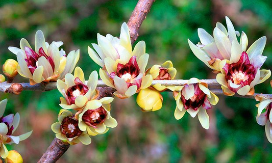 10 Seeds Chimonanthus Praecox | Wintersweet Japanese Allspice for Planting | Fragrant Winter Blooms | Ornamental Shrub | Hardy Perennial