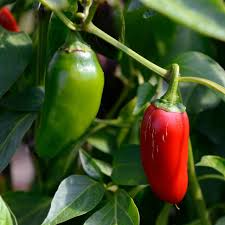 25 Jalapeño M Pepper Seeds – Capsicum annuum – Heirloom, Spicy & Flavorful, High-Yielding