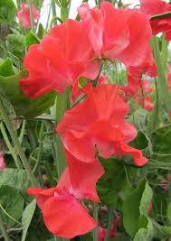 John Markham Sweet Pea Seeds – 50+ Deep Crimson Blooms – Climbing Vine for Trellises, Cottage Gardens, Bouquets & Borders – USA