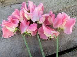 50+ Alan Titchmarsh Sweet Pea Seeds – Fragrant Lavender-Blue Blooms for Garden Planting, Climbing Vines for Trellises – USA