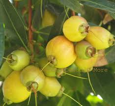 Golden Rose Apple Tree - Syzygium Jambos - Tropical Fruit Seedling, 4”+ Tall, Fast-Growing, Ready to Plant