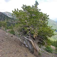 10 Bristlecone Pine Seeds (Pinus aristata) – Oldest Living Tree in the World, Rocky Mountain Native, Long-Lived, USDA Zones 4-7