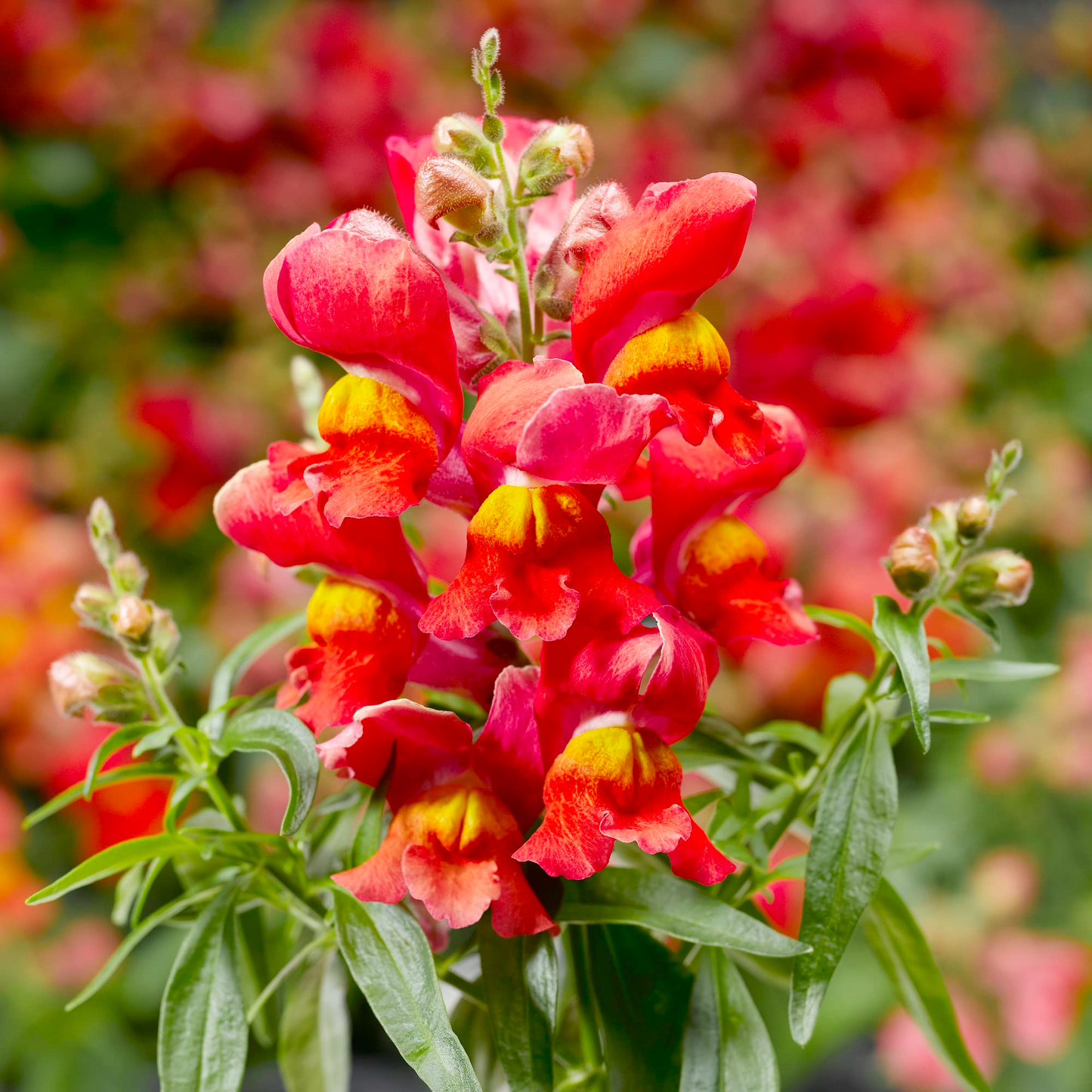 Antirrhinum majus La Bella Red Snapdragon Seeds – 1000+ Vibrant Red Blooms for Garden & Cut Flowers