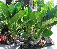 3 Borneo Giant Elephant Ear Seedlings - Alocasia Macrorrhiza - 3-6” Tall, Fast-Growing Tropical Plant