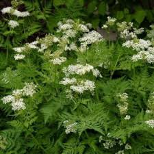 Anise Herb Seeds – 250mg for Planting, Sweet Licorice Flavor, Annual Culinary Herb, Great for Baking, Teas, Pollinators & Gardens