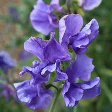50+ Blue Danube Sweet Pea Seeds – Fragrant Blue-Violet Blooms for Garden Planting, Climbing Vines for Trellises & Bouquets – USA