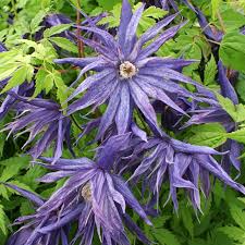 20 Blue Downy Clematis Seeds (Clematis macropetala) - Hardy Climbing Vine, Large Lavender-Blue Flowers