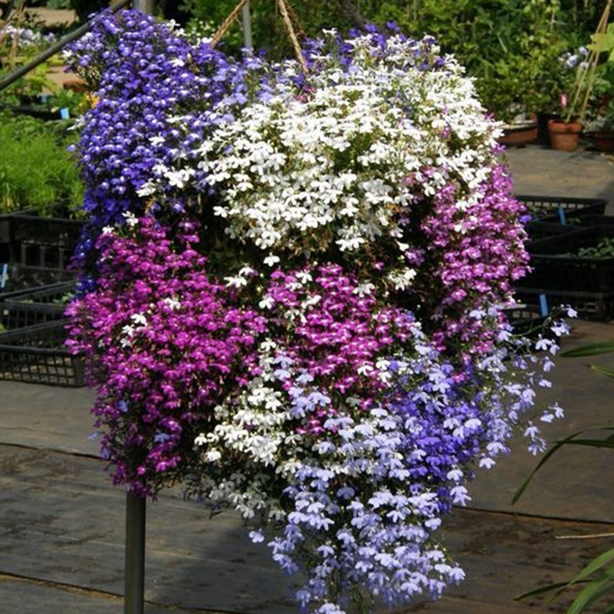 600 Purple Trailing Lobelia Seeds | Ground Cover, Hanging Basket, Annual Flower | Beautiful Cascading Blooms, Low Maintenance, Easy Grow